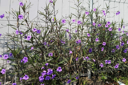 100 Blue Purple FRINGELEAF PETUNIA Wild Ruellia Humilis Perennial Native Flower Seeds