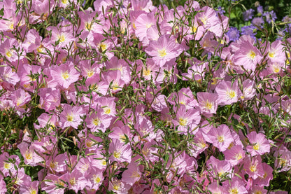1000 Showy PINK EVENING PRIMROSE (Pink Ladies / Mexican Evening) Oenothera Speciosa Flower Seeds
