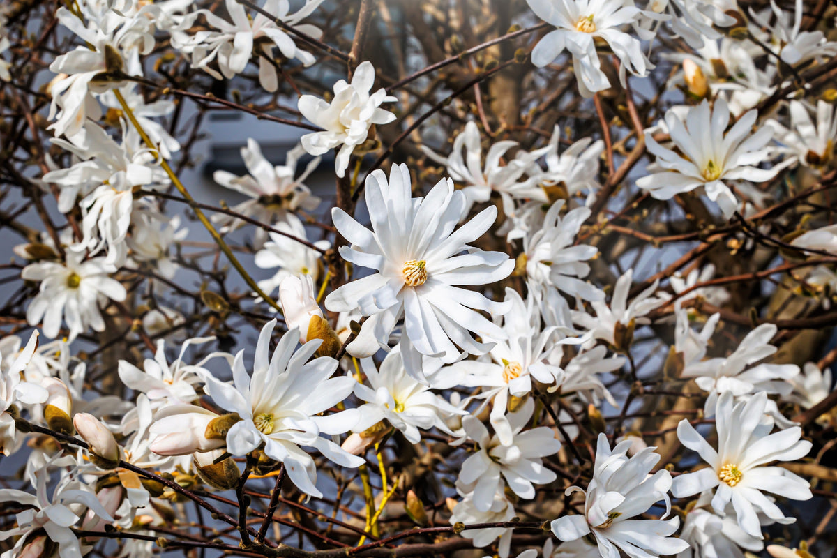 5 STAR MAGNOLIA Stellata TREE Seeds - Fragrant White to Pink Big 4" Wide Flowers