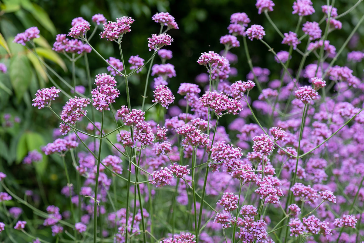 150 BUENOS AIRES VERBENA Brazilian Purple Bonariensis Patagonica Flower Seeds
