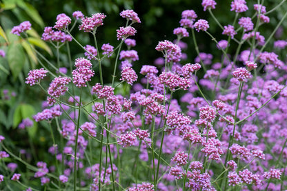 150 BUENOS AIRES VERBENA Brazilian Purple Bonariensis Patagonica Flower Seeds