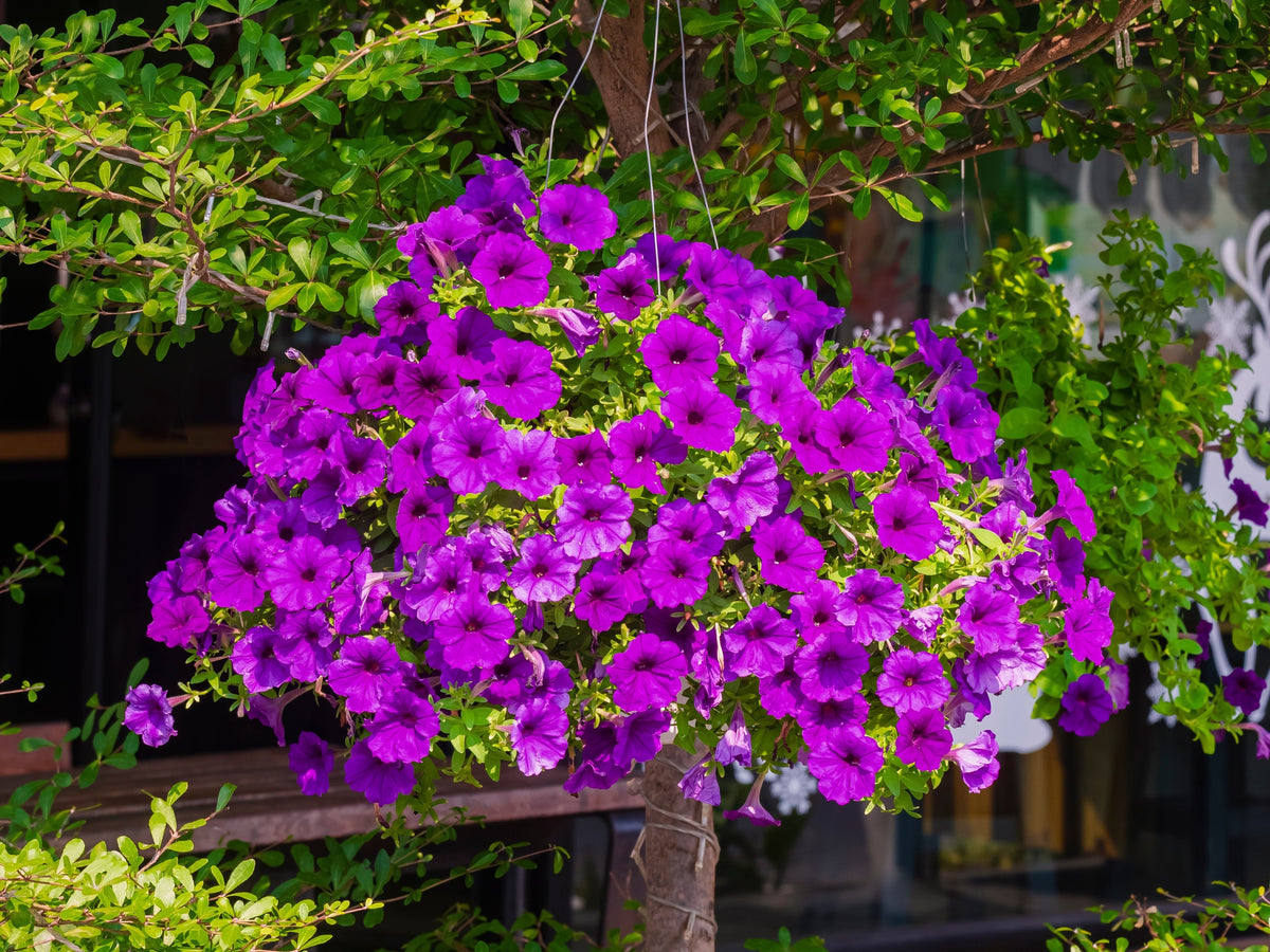 200 Purple LAURA BUSH PETUNIA Violacea Integrifolia Violet Perennial Trumpet Flower Seeds