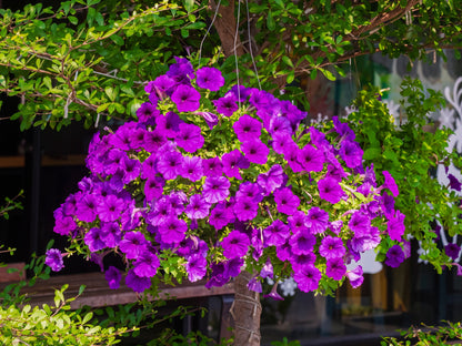 200 Purple LAURA BUSH PETUNIA Violacea Integrifolia Violet Perennial Trumpet Flower Seeds