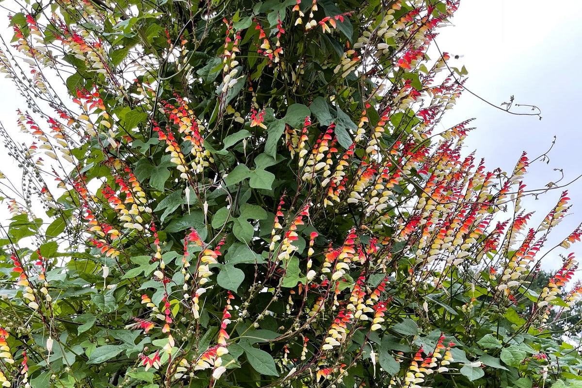 10 FIRECRACKER VINE Flower Mina Lobata Exotic Love Spanish Flag Ipomoea Seeds