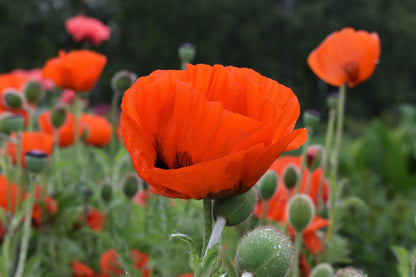 100 PRINCE of ORANGE POPPY Oriental Poppy Papaver Orientale Perennial Flower Seeds