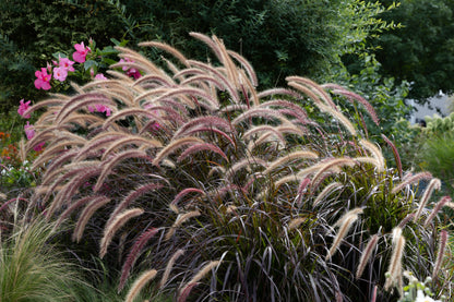 25 PURPLE FOUNTAIN GRASS Ornamental Pennisetum Setaceum Dark Burgundy Flower Seeds