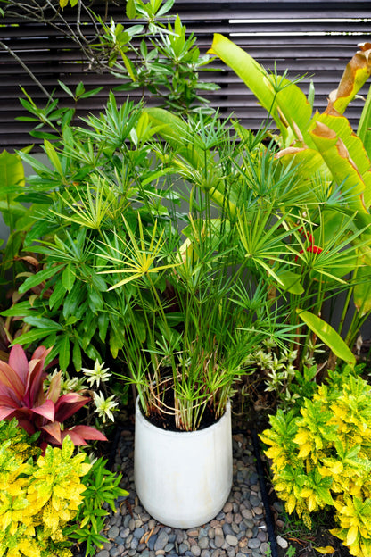 50 UMBRELLA PLANT CYPERUS Alternifolius Papyrus Grass Umbrella Palm Flower Seeds