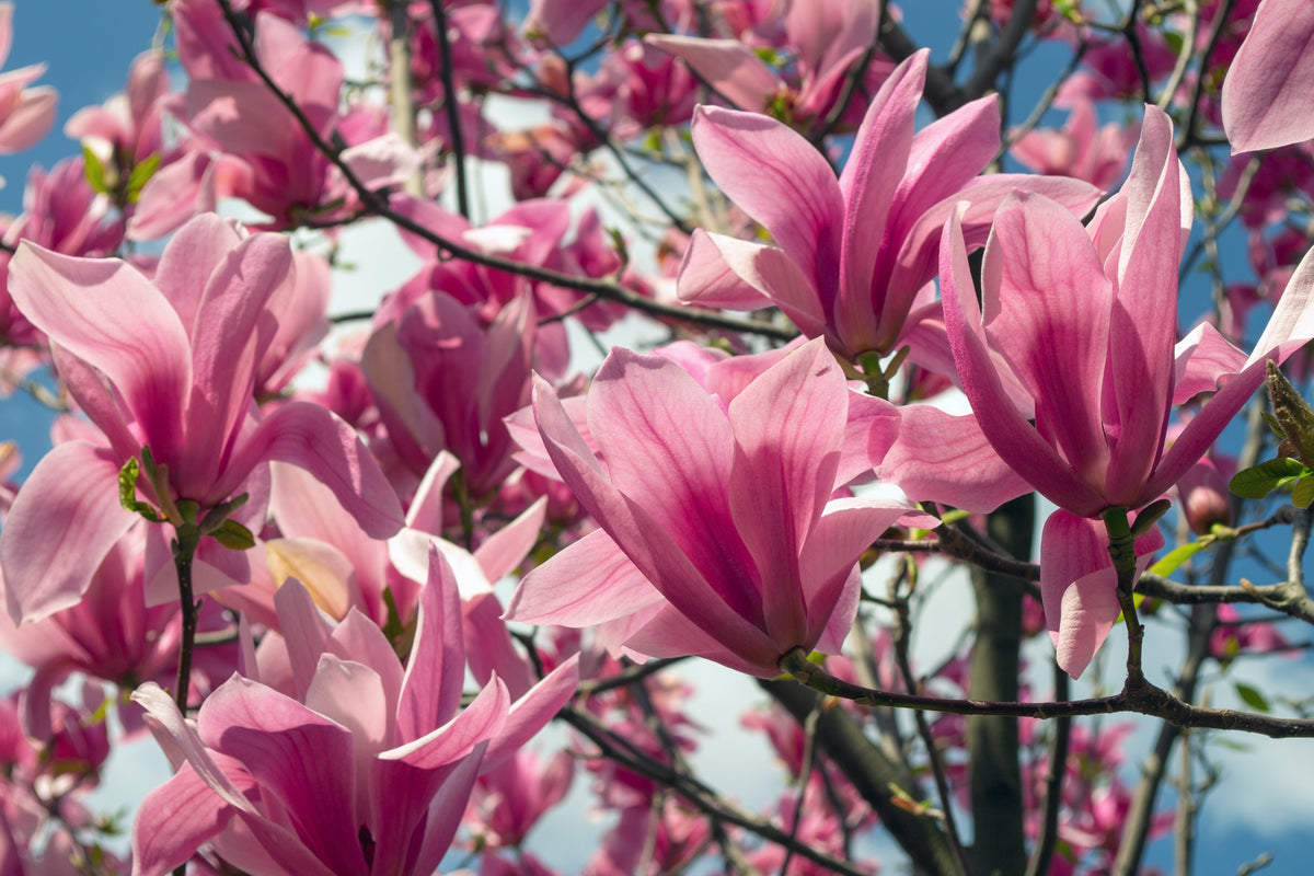 5 SAUCER MAGNOLIA x Soulangeana Denudata & Liliiflora 5 - 10" Pink & White Flower Tulip Tree Seeds