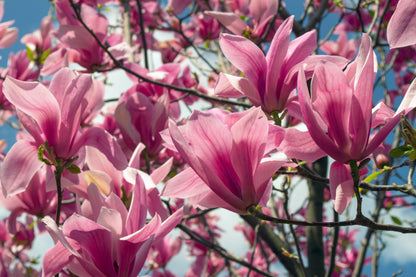 5 SAUCER MAGNOLIA x Soulangeana Denudata & Liliiflora 5 - 10" Pink & White Flower Tulip Tree Seeds