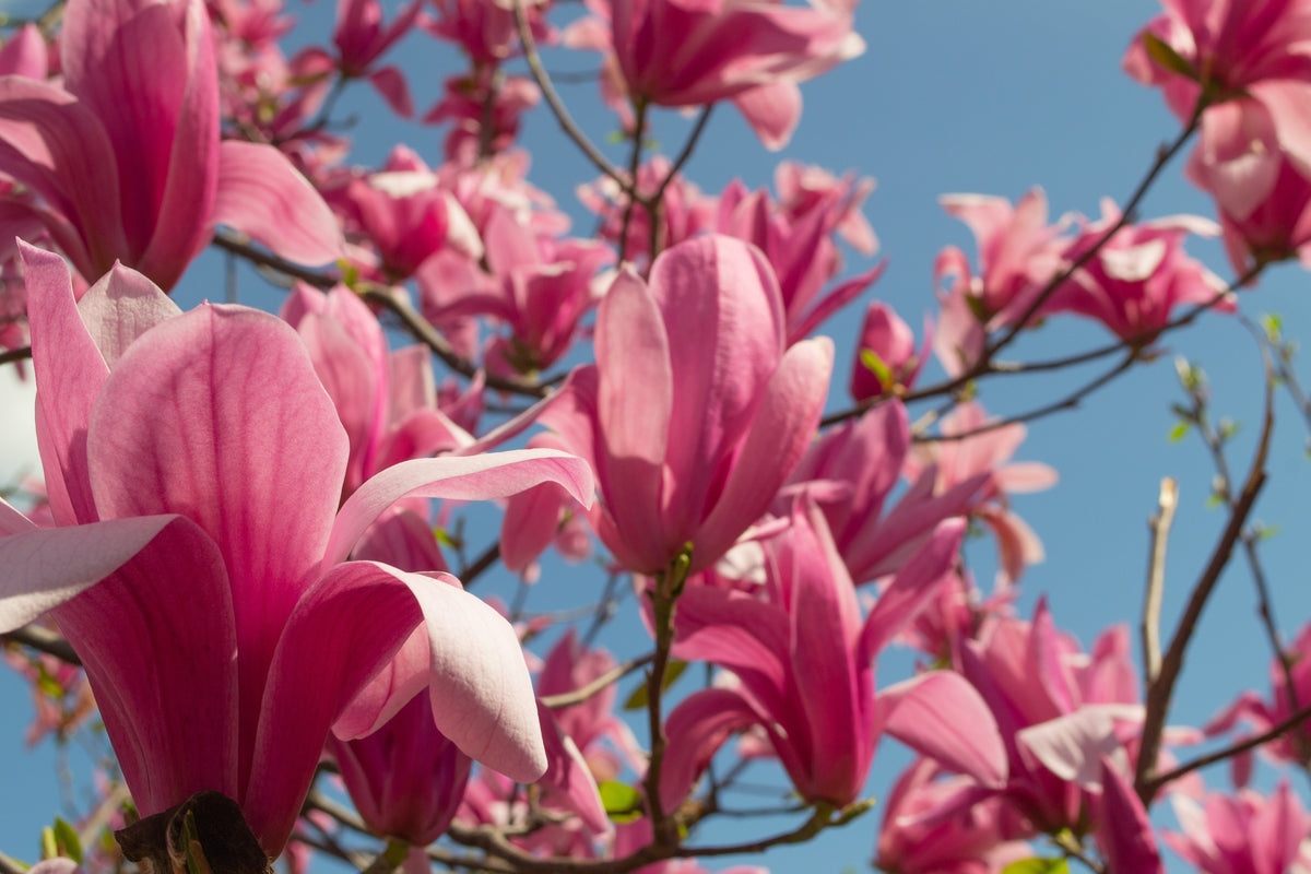 5 SAUCER MAGNOLIA x Soulangeana Denudata & Liliiflora 5 - 10" Pink & White Flower Tulip Tree Seeds