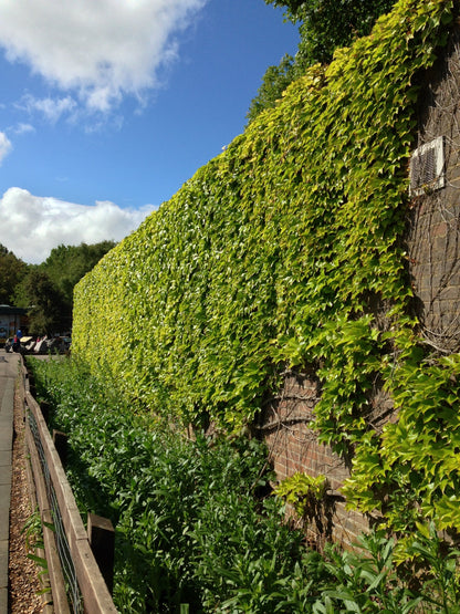 10 BOSTON IVY ( Bostonian Ivy / Wall Ivy ) Parthenocissus Tricuspidata Veitchii Vine Flower Seeds