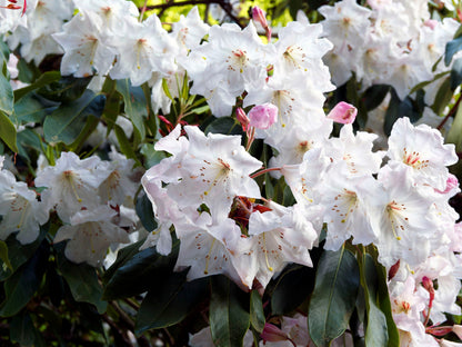 50 FORTUNE RHODODENDRON Fortunei Shrub Rose Pink Mauve White Flower Seeds