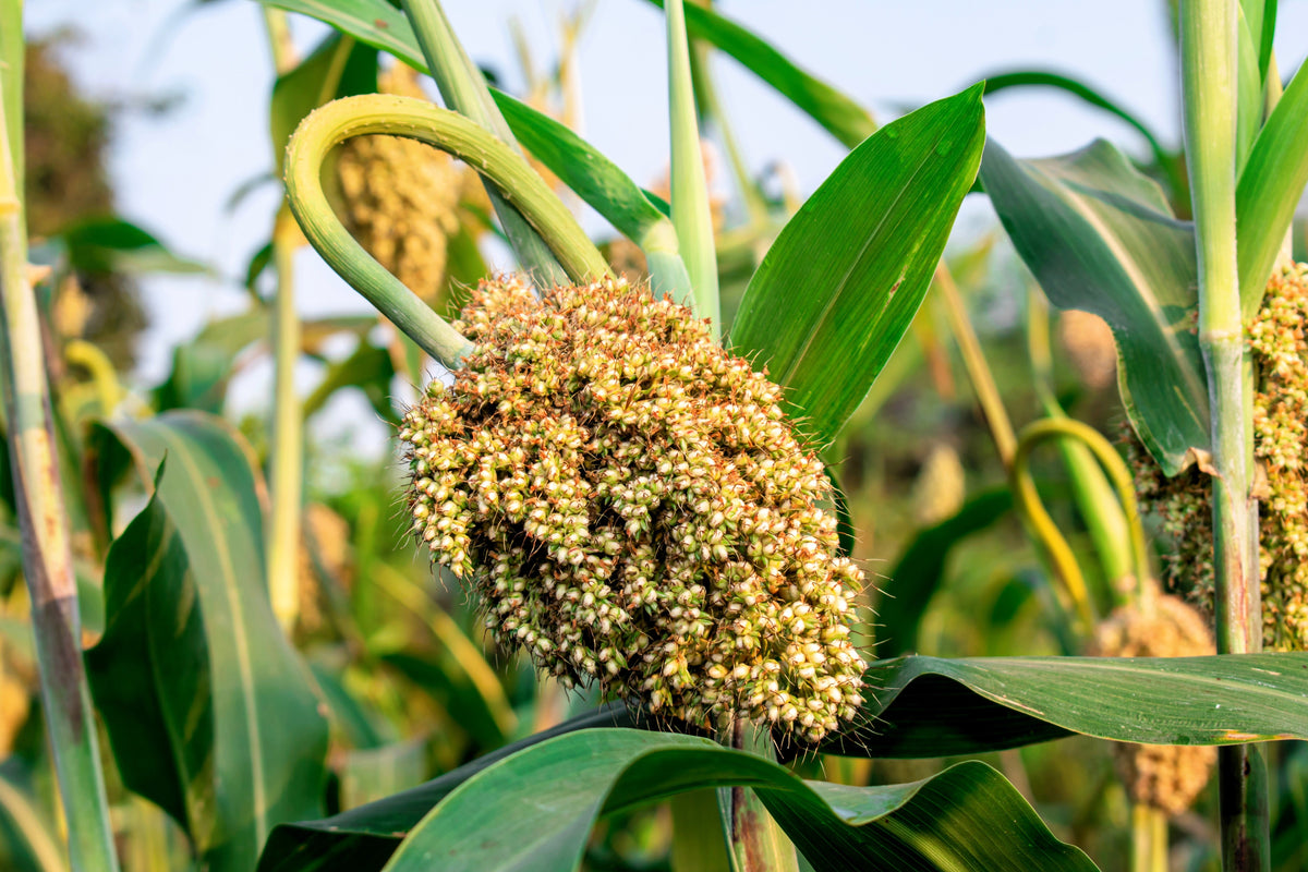 50 TOP 76-6 SORGHUM Bicolor Syrup Flour Grain Vegetable Seeds