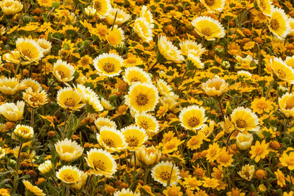 500 TIDY TIPS Layia Platyglossa Native Yellow & White Flower Seeds