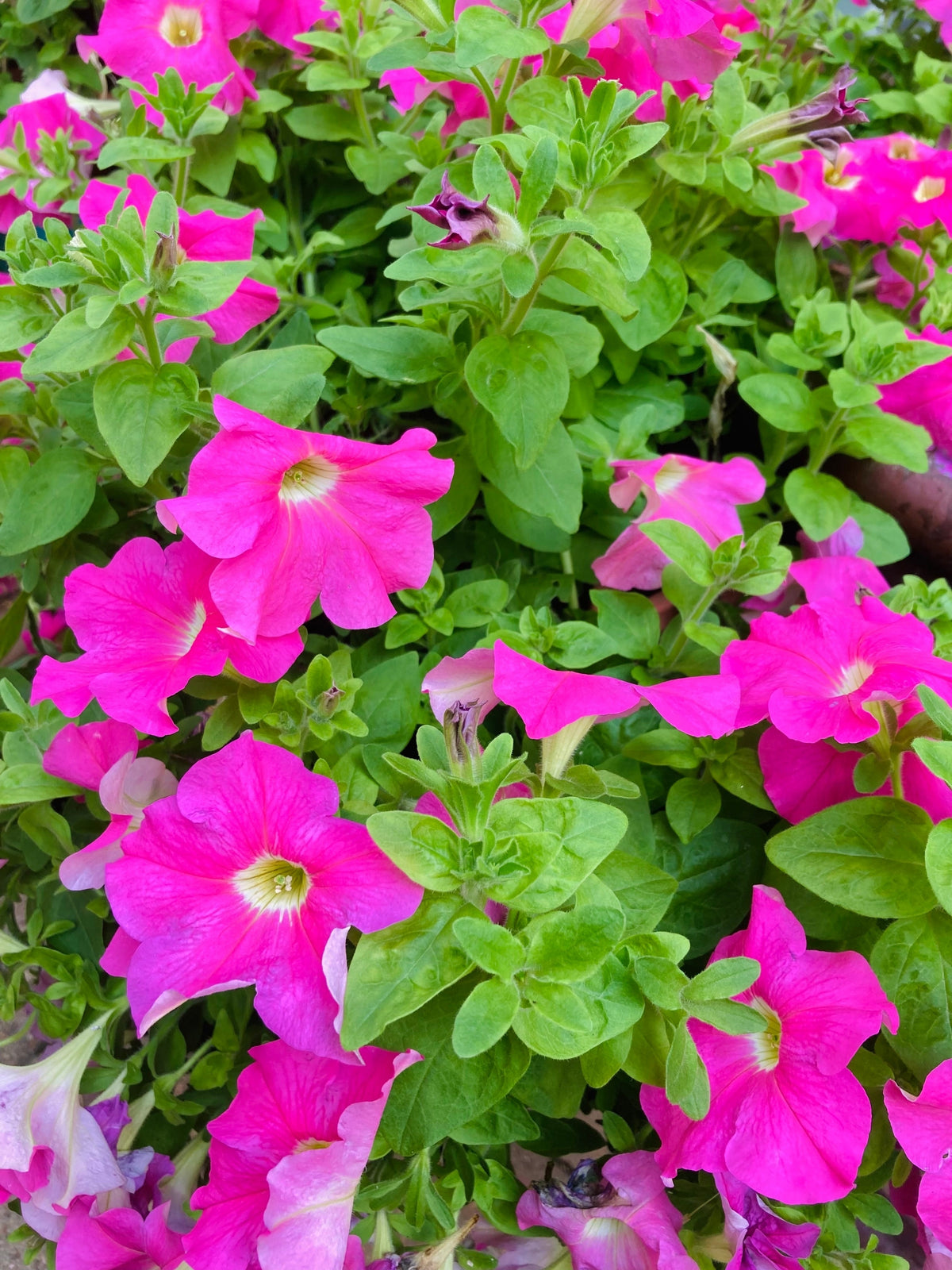 200 Pink LAURA BUSH PETUNIA Violacea Integrifolia Perennial Frilled Trumpet Flower Seeds