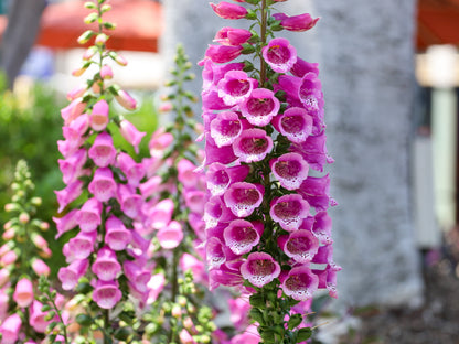 1000 PINK & PURPLE Mix FOXGLOVE Digitalis Flower Seeds