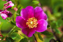 10 Pink CINNAMON ROSE Bush Amur Rosa Davurica Fragrant Flower Seeds