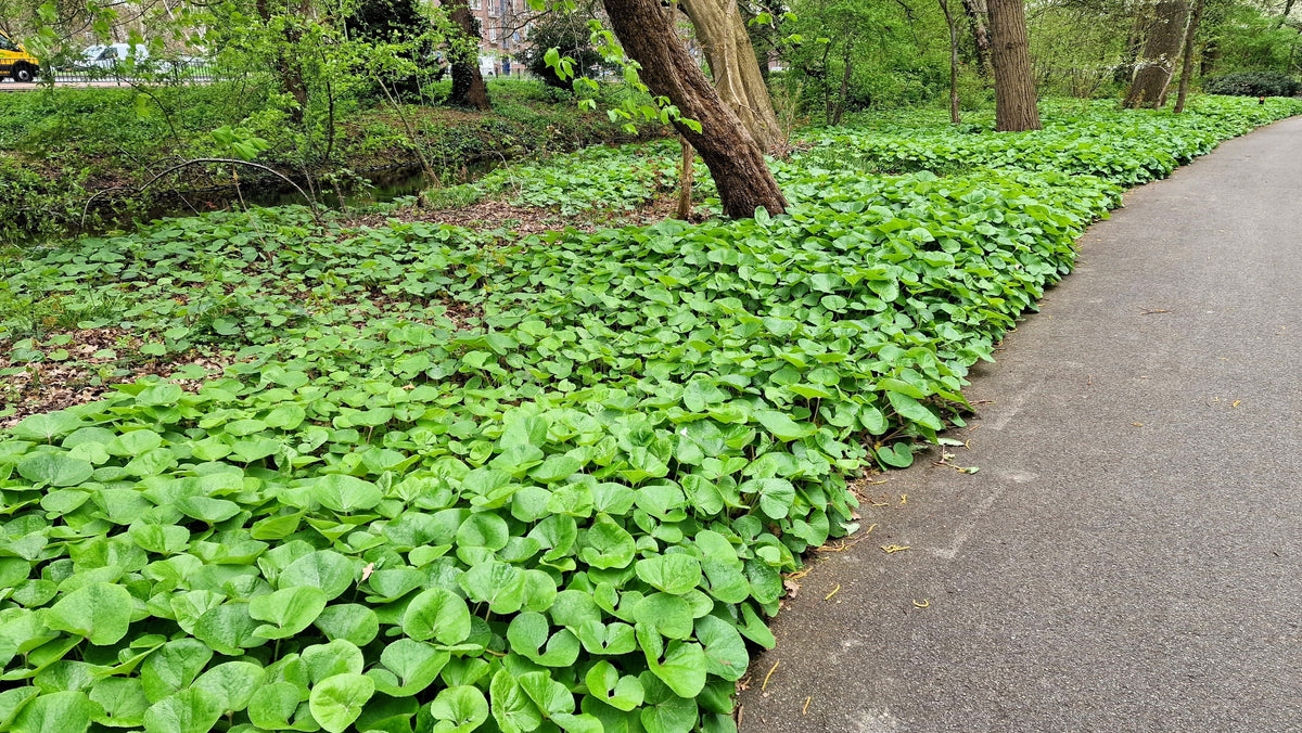 25 WILD GINGER Asarum Canadense Canadian Heart Snakeroot Flower Herb Seeds