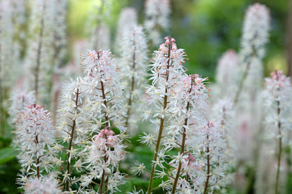 20 SUGAR SCOOP FOAMFLOWER White Tiarella Trifoliata Laceflower Flower Seeds