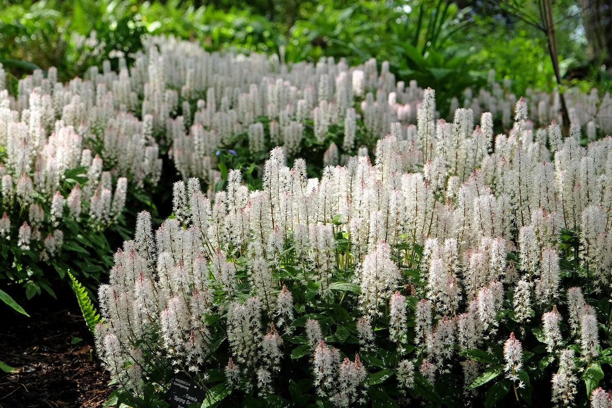 20 SUGAR SCOOP FOAMFLOWER White Tiarella Trifoliata Laceflower Flower Seeds