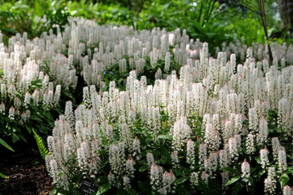 20 SUGAR SCOOP FOAMFLOWER White Tiarella Trifoliata Laceflower Flower Seeds