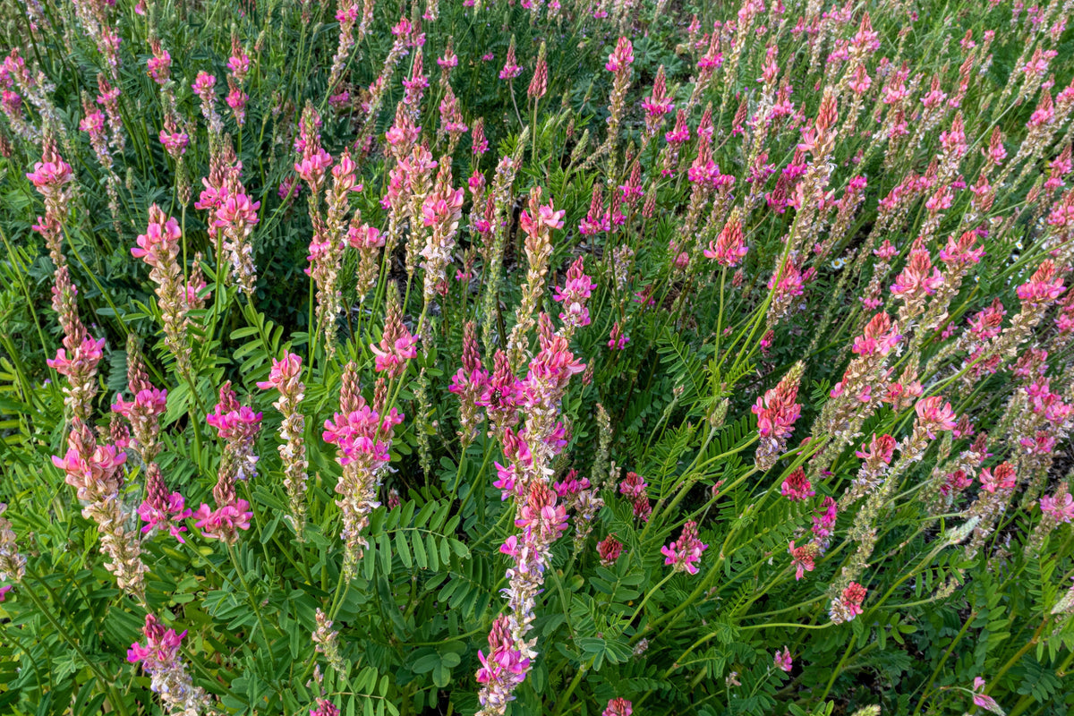 50 TRUE INDIGO Dye Indigo Indigofera Tinctoria Pink Purple Sub Shrub Flower Seeds