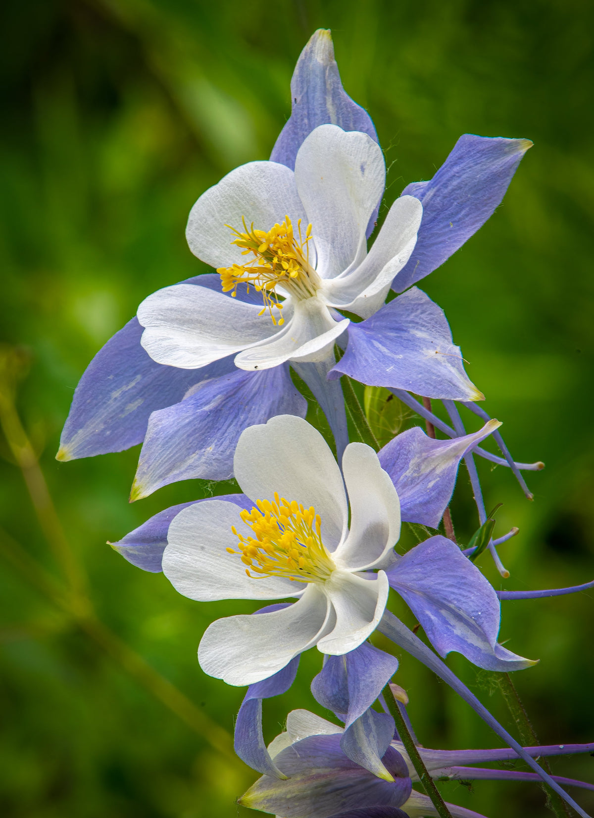 50 Blue ROCKY MOUNTAIN COLUMBINE Aquilegia Caerulea Flower Seeds