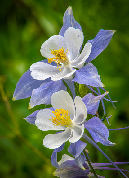 50 Blue ROCKY MOUNTAIN COLUMBINE Aquilegia Caerulea Flower Seeds
