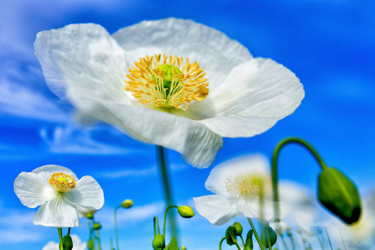 250 PERSIAN WHITE POPPY Papaver Somniferum Flower Seeds