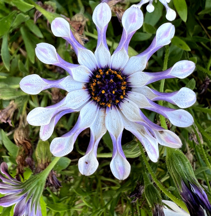 5 WHIRLIGIG OSTEOSPERMUM Fruticosum Pinwheel African Cape Daisy Flower Seeds