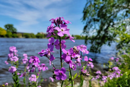 1500 DAMES ROCKET (Danask Violet) Hesperis Matronalis Dame's Purple Flower Seeds