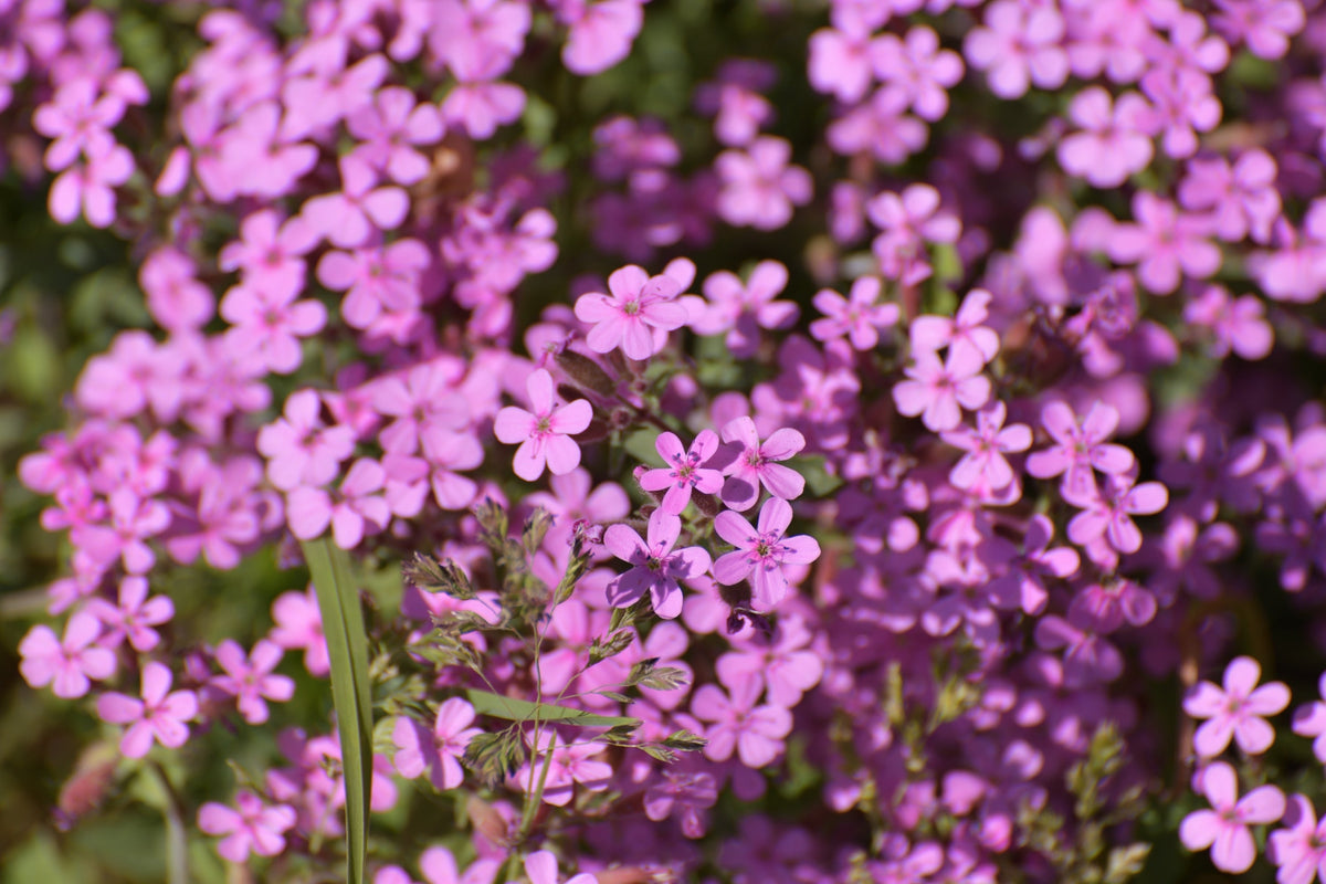 500 PINK ROCK SOAPWORT Saponaria Ocymoides Flower Seeds