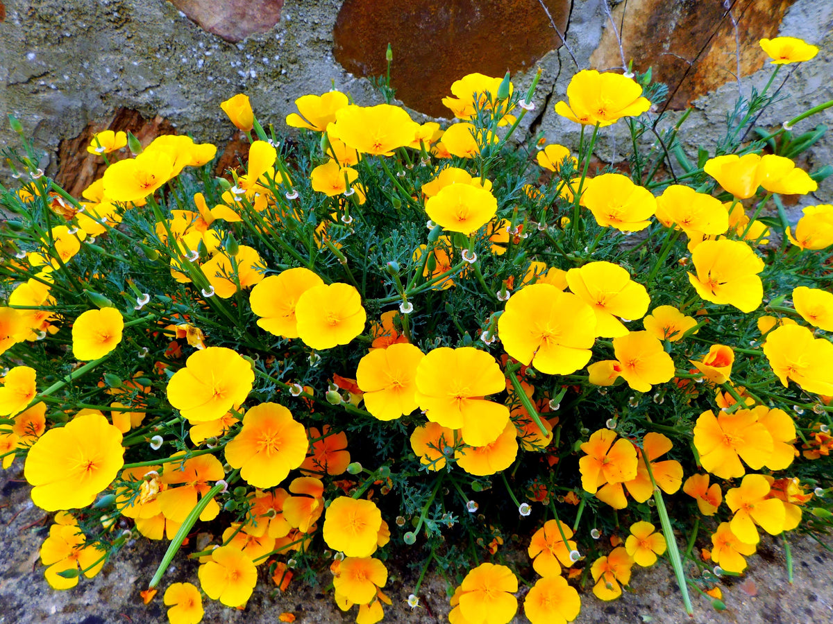 1000 MIXED Colors CALIFORNIA POPPY (Ballerina / Mission Bells) Eschscholzia Californica Flower Seeds