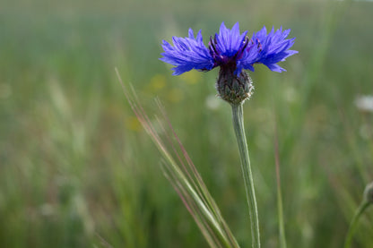 1000 Tall Blue BACHELOR'S BUTTON / CORNFLOWER Centaurea Cyanus Flower Seeds
