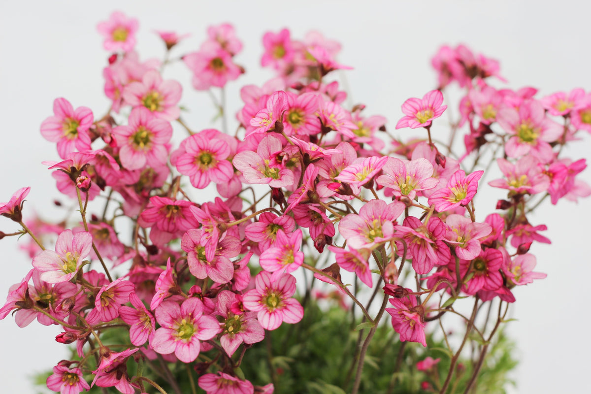 50 ROSE ROBE SAXIFRAGA Arendsii Mossy Rockfoil Evergreen Flower Seeds