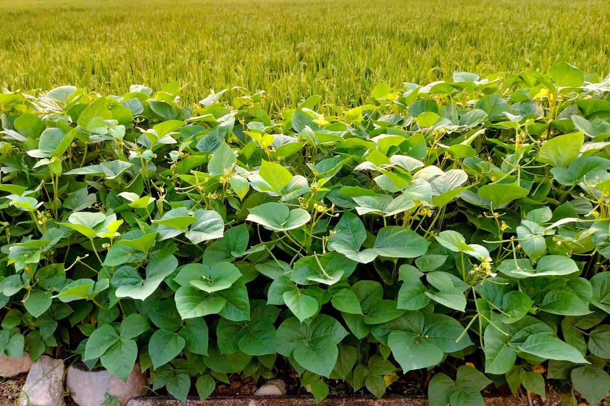 50 White DIXIE LIMA BEAN Butterpea Phaseolus Vulgaris Vegetable Seeds