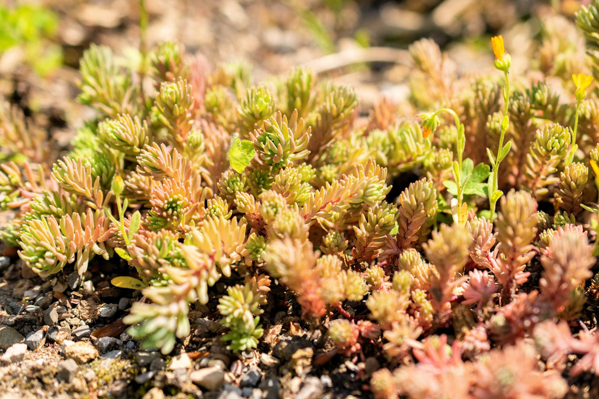 25 Spanish STONECROP / SEDUM HISPANICUM Groundcover Flower Seeds