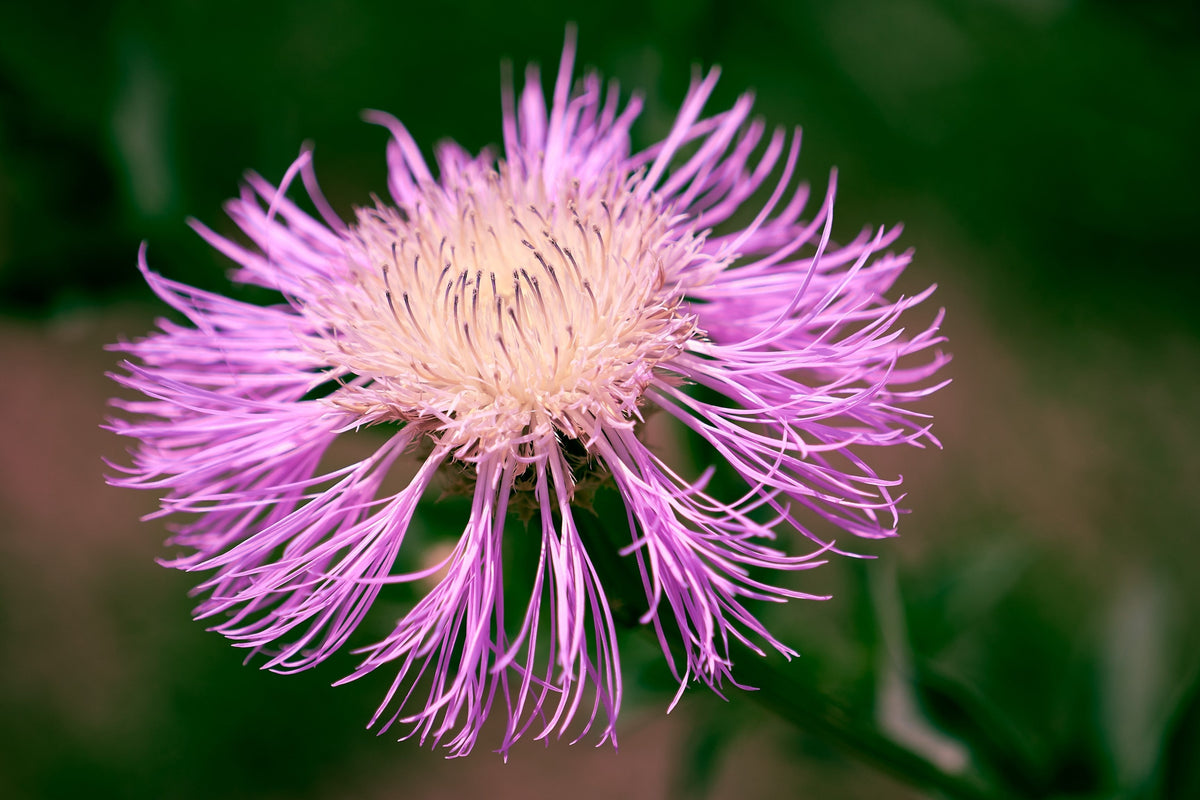 25 AMERICAN ROSE (Centaurea Aloha / American Starflower / American Basket Flower / America Starthistle) Centaurea Americana Flower Seeds