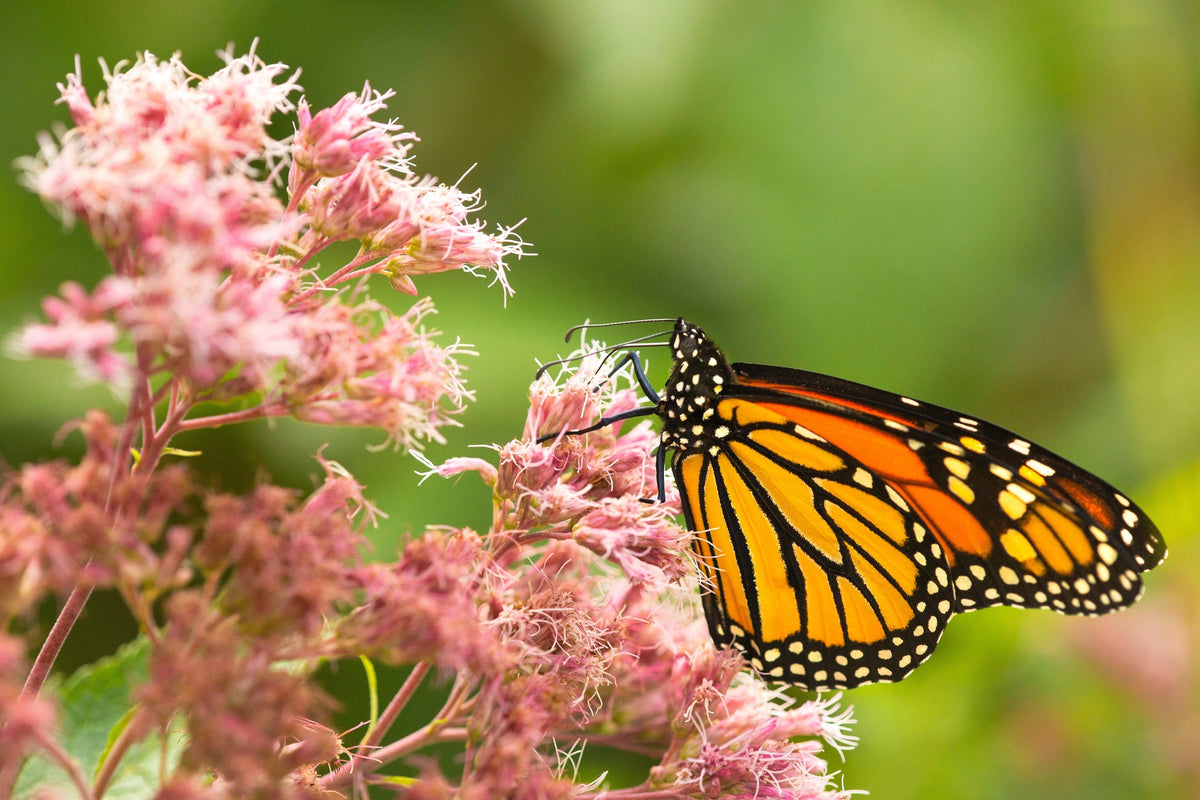 50 Mixed Colors JOE PYE WEED Eupatorium Maculatum Flower Seeds