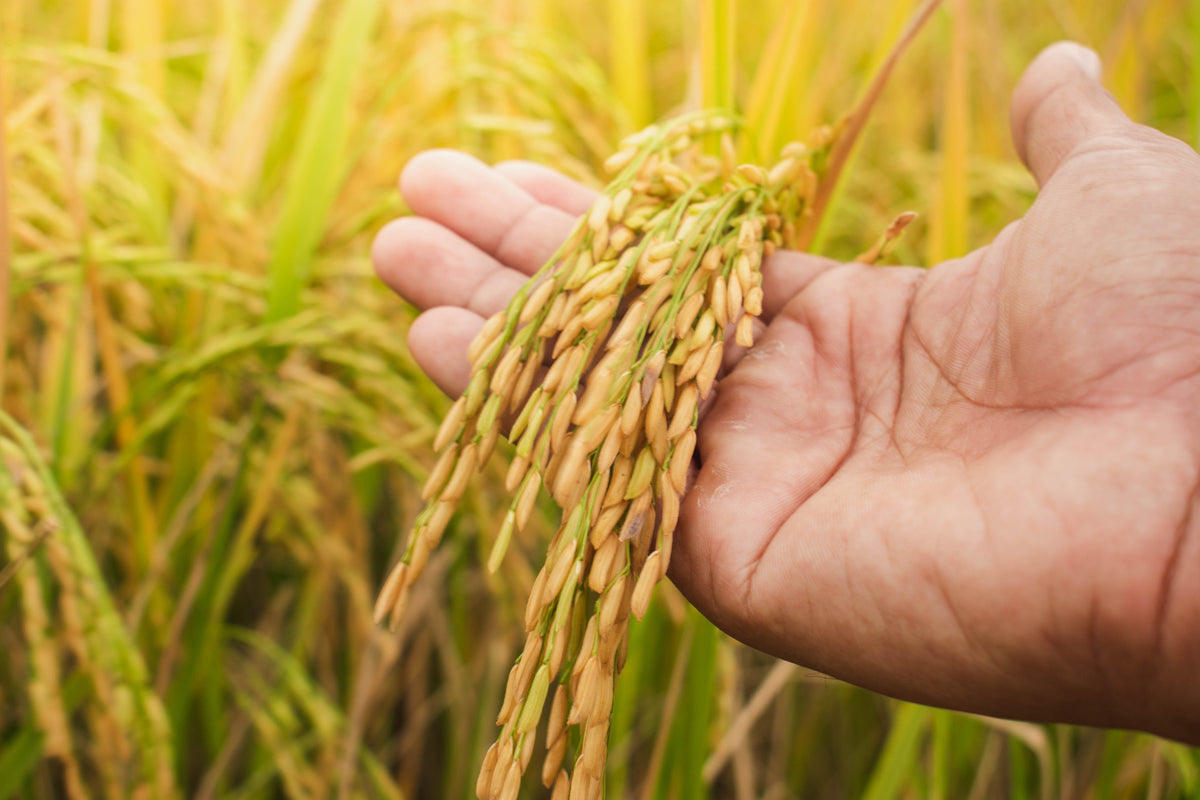 100 Long Grain BROWN WHITE RICE Oryza Sativa Vegetable Seeds