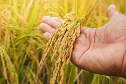100 Long Grain BROWN WHITE RICE Oryza Sativa Vegetable Seeds