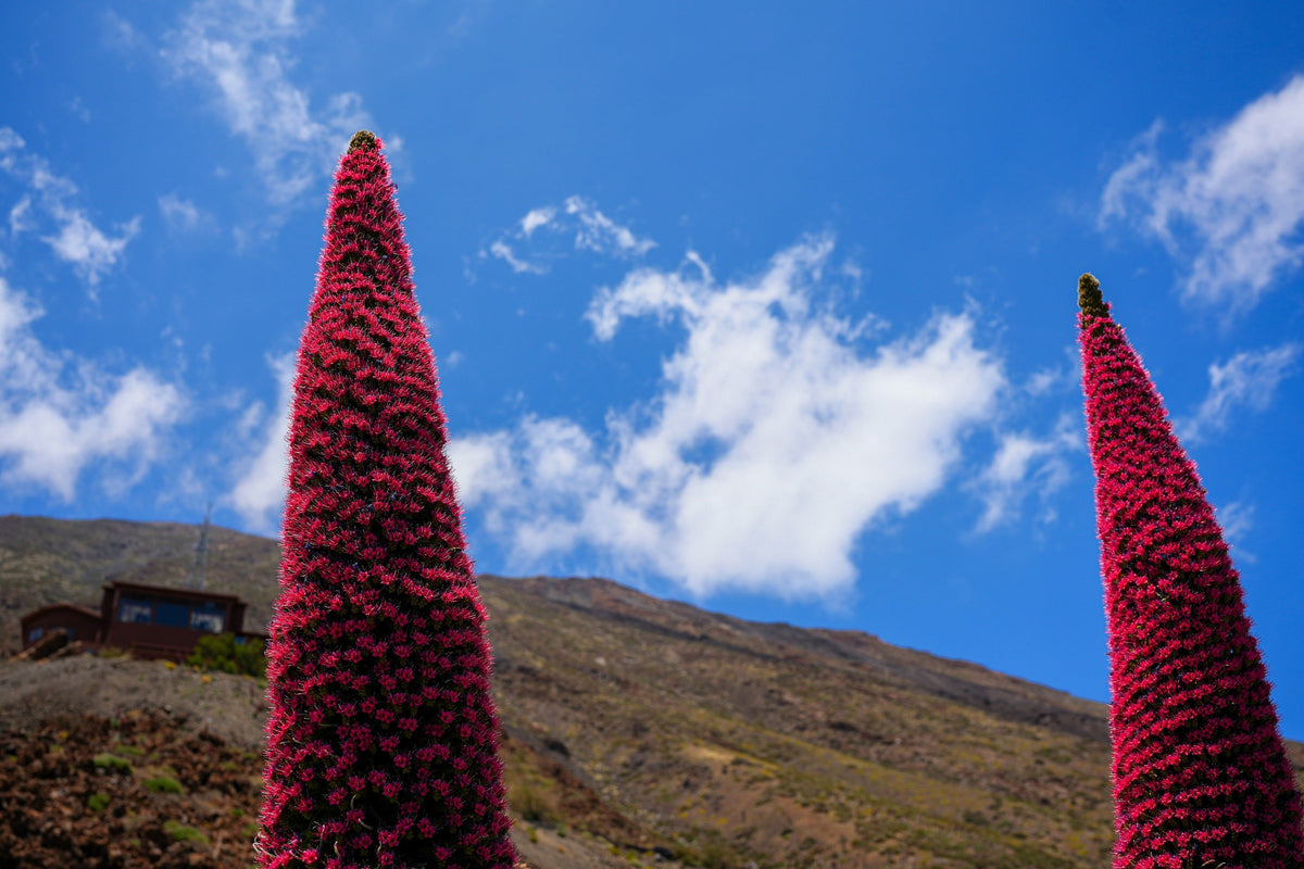 25 TOWER OF JEWELS Red Bugloss Echium Wildpretii Ruby Hummingbird Flower Seeds