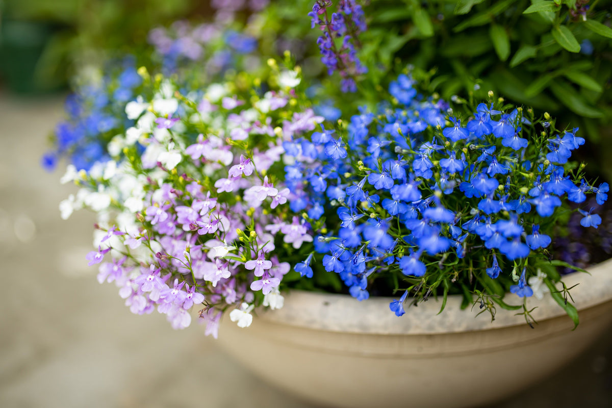 200 CAMBRIDGE BLUE LOBELIA Regatta Erinus Trailing Flower Seeds