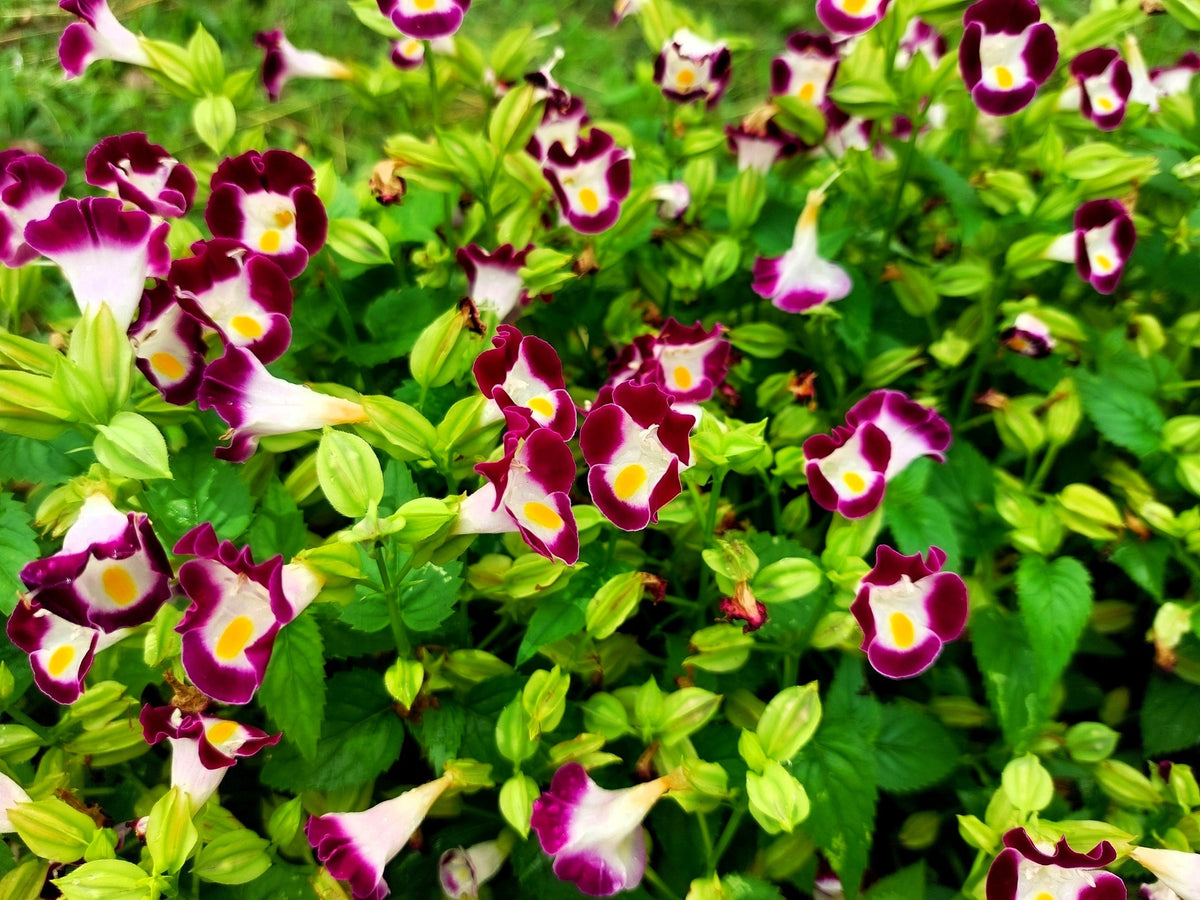 10 KAUAI MIX TORENIA Fournieri Sun or Shade Wishbone Flower Seeds - Mixed Colors 2 Tone Blue Red Pink