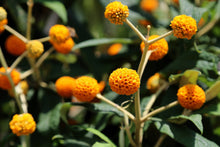 10 ORANGE BALL TREE / Golden Butterfly Bush Buddleja Globosa Shrub Flower Seeds
