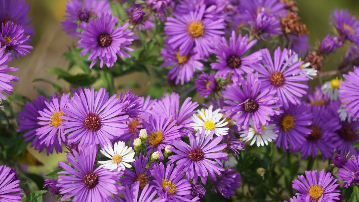 100 Purple NEW ENGLAND ASTER (Michaelmas Daisy) Aster Novae var Angliae Flower Seeds