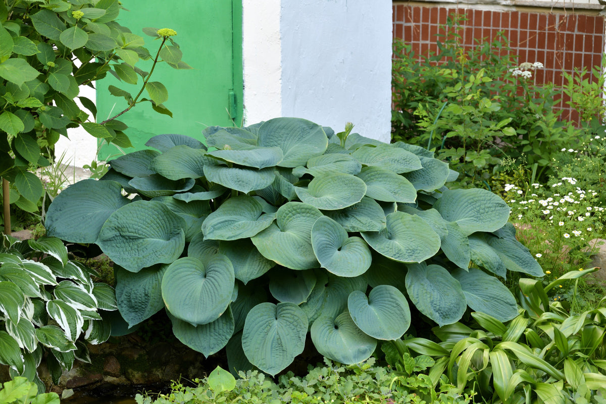 10 HOSTA ELEGANS Shade Lover Flower Seeds