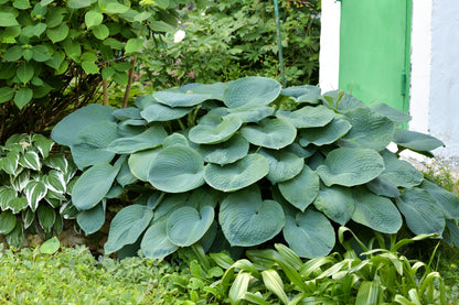 10 HOSTA ELEGANS Shade Lover Flower Seeds