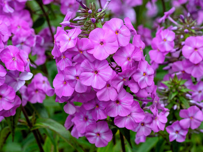 20 MEADOW PHLOX Maculata Mixed Colors Wild Sweet William Native Hummingbird Flower Seeds