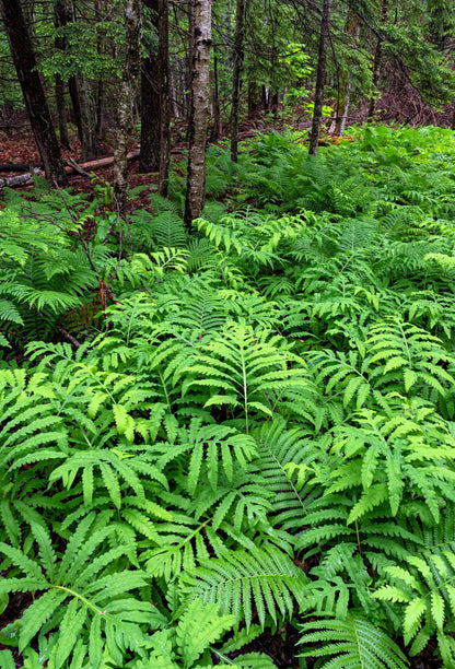 1000 + SENSITIVE FERN Onoclea Sensibilis aka Bead or Sympathy Fern Spores Seeds